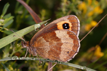 Obraz premium Erebia aethiops (ESPER, [1777]) Graubindiger Mohrenfalter DE, NRW, Nettersheim 31.07.2015