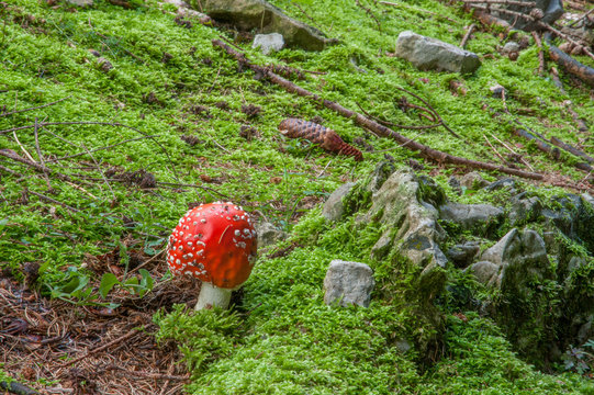 mushroom ammanite