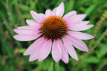 Pink and orange Echinacea flower