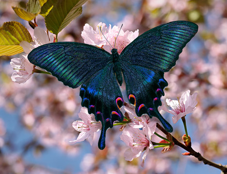 Fototapeta Black swallowtail or papilio maackii butterfly on oriental cherry blossom