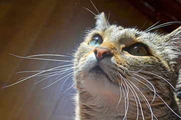 Domestic cat. Macro photo. Sunny day. Emotions of the animal.
