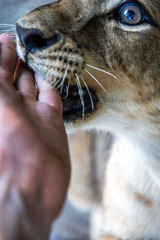 baby lion bitting hand in Guatemalan zoo