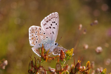 Polyommatus coridon (PODA, 1761) Silbergrüner Bläuling DE, NRW, Nettersheim 31.07.2015