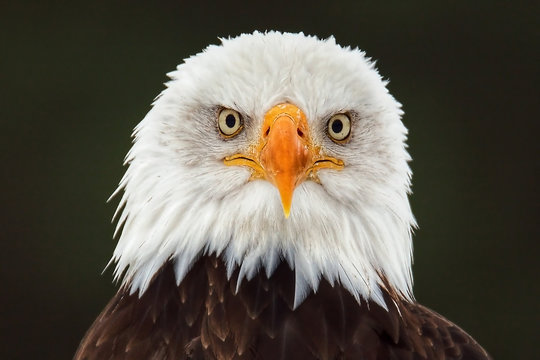 Head of Bald Eagle facing forward Stock Photo | Adobe Stock