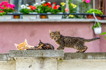 Three cute stray kittens on a concrete fence, urban street photography, in Sofia, Bulgaria