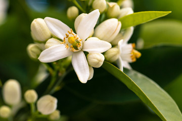 Fototapeta na wymiar Flor de laranjeira