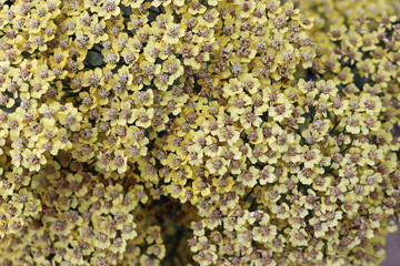 Yellow ornamental yarrow flowers