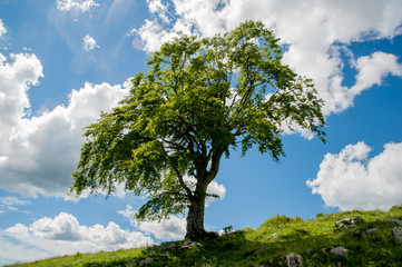 tree in the countryside