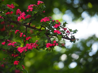 Crataegus - hawthorn, thornapple, May-tree, whitethorn, hawberry