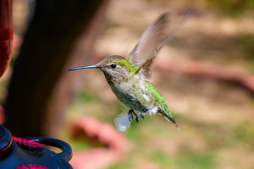Hummingbird Gallery