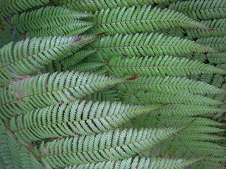 Beautiful fern leaves background