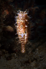 Seahorse (Hippocampus histrix) from Ambon bay, Indonesia