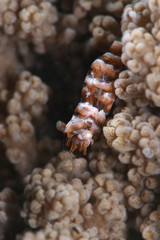 Humpback shrimp (Hippolyte dossena). Picture was taken in Ambon, Indonesia