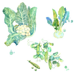 Cauliflower, Kohlrabi cabbage and peas. Fresh green vegetables. Hand-painted watercolor illustration