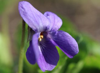Extreme close up image of the tiny flower of Viola sororia, also known as the common blue violet, or wood violet, growing in a natural setting.