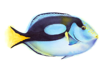 Ocean regal blue tang fish. Tropical coral reef sealife. Watercolor illustration.