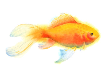 Aquarium goldfish. Tropical coral reef sealife. Watercolor illustration.