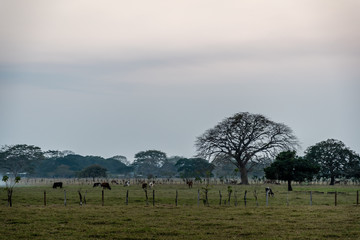 Guatemalan farm land at sunset