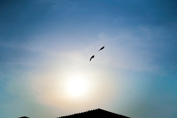 Amazing flight of twin or two Pigeons, doves