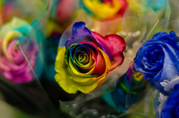 Rosa com pétalas coloridas