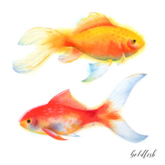 Set of two aquarium goldfish. Watercolor illustration.