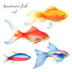 Fototapeta premium Set of aquarium fish. Goldfish, guppy, and cardinal tetra. Watercolor illustartion. Tropical sea wildlife.