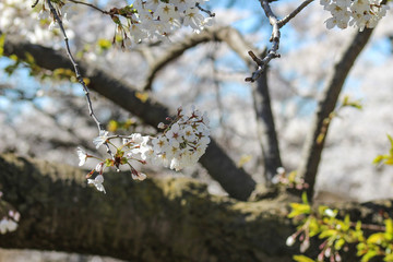 Sakura trees in Spring