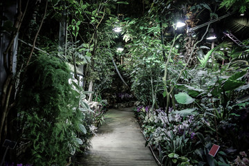 Inside a tropical greenhouse with exotic plants and trees