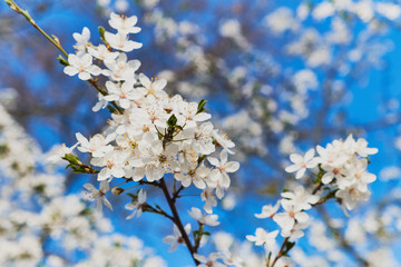 Blooming plum tree, plum-tree branch covered with white flowers on blue background