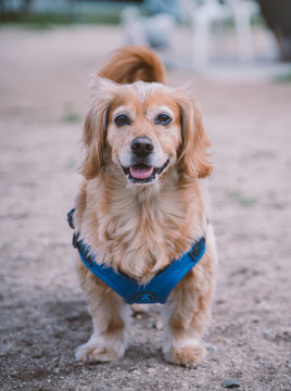 Spaniel dachshund best sale mix for sale