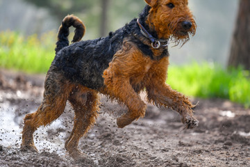 Airedale Terrier dog (1.3 year old) enjoys a walk in nature