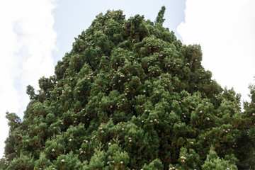 tree on a white background of blue sky