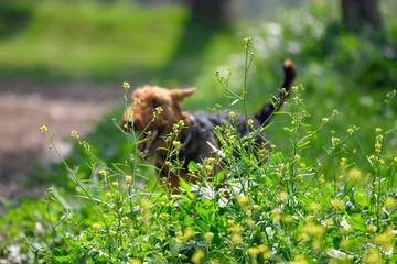 Airedale Terrier dog (1.3 year old) enjoys a walk in nature