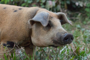 Brown pig with black nose on the farm. Cute hog in the mud. Cattle farm concept. Standinf swine. Domestic pig close up. Agriculture concept. Livestock background.