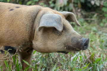 Fototapeta premium Brown pig with black nose on the farm. Cute hog in the mud. Cattle farm concept. Standing swine. Domestic pig close up. Agriculture concept. Livestock background.
