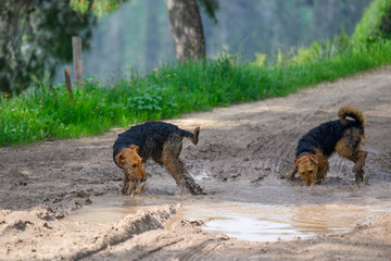 Two young Airedale Terrier dogs, smeared in the mud are playing in nature, jumping in a rain puddle