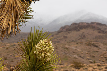 Horizontal image of the flower of a joshua tree with rain grayed mountains in the distance. Joshua trees grow only in the Mohave desert and bloom only when there has been sufficient rainfall. 