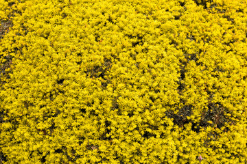 field of yellow flowers