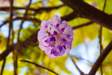 flowers on background of blue sky