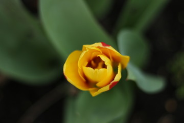 Red and Yellow tulip