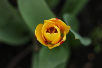 red and yellow tulip