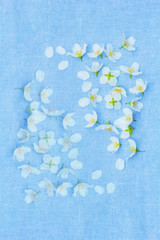White, Spring flowers on the fabric background