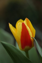 red tulip