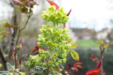 Bright and vivid Euphorbia
