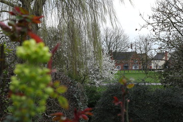 Bright and vivid Euphorbia