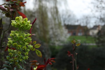 Bright and vivid Euphorbia