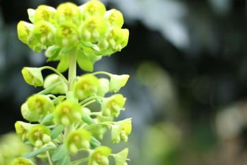 Bright and vivid Euphorbia