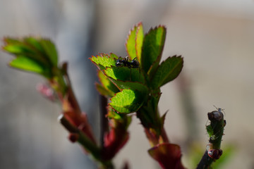 green young leaves
