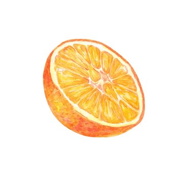Fruit illustration with Orange, watercolor painting. Sweet and fresh fruit element for menu, greeting cards, wrapping paper, cosmetics packaging, labels, tags, posters