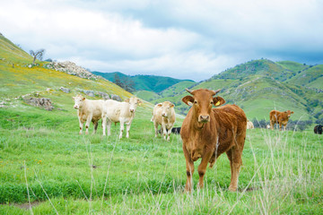 multi colored red brown black white beef cattle graze on green pasture. Herd of cows in green field. 